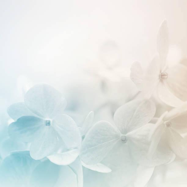 istock sweet color hydrangeas in soft and blur style 477417600