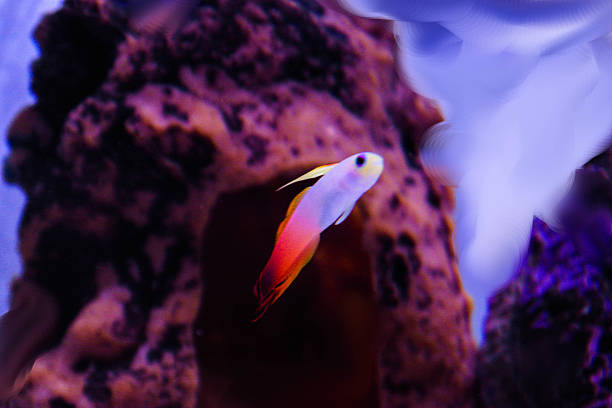 firefish nemateleotris magnificent stock photo