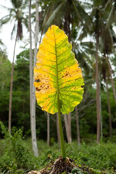 Photo of leaf alone ;)