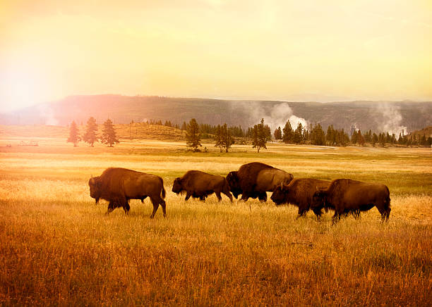 herde von bisons im yellowstone - amerikanischer bison stock-fotos und bilder