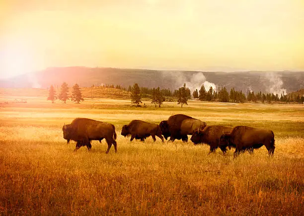 Herd of bisons in Yellowstone