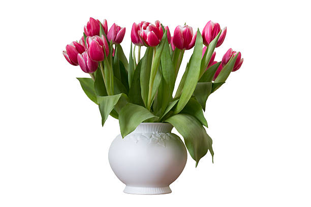 istock Tulips in white vase 477420261