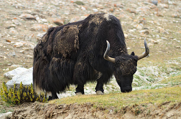 istock Tibetan  yak on pasture 477420297