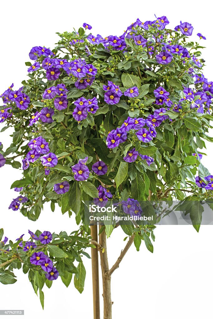 Lycianthes rantonnetii or blue potato bush Lycianthes rantonnetii or blue potato bush on white background Agricultural Field Stock Photo