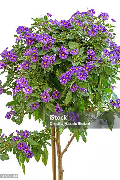 Lycianthes Rantonnetii Or Blue Potato Bush Stock Photo - Download Image Now - Agricultural Field, Agriculture, Beauty