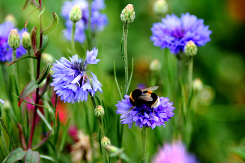 Bumblebee pollinating flower