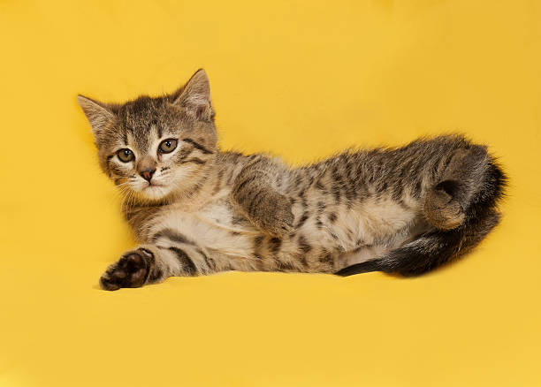 istock Tabby kitten lies on yellow 477422768