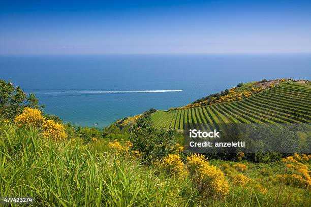 View Over Hills And Vineyards Towards The Coastline In Italy Stock Photo - Download Image Now