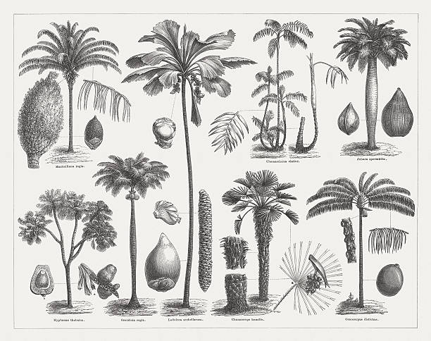 illustrations, cliparts, dessins animés et icônes de palms, publié en 1877 - palm leaves