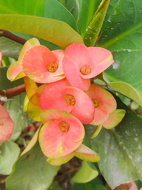 istock pink Euphorbia flower 477423824