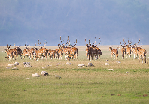Herd of spotted deer at Jim Corbett National Park, India.
