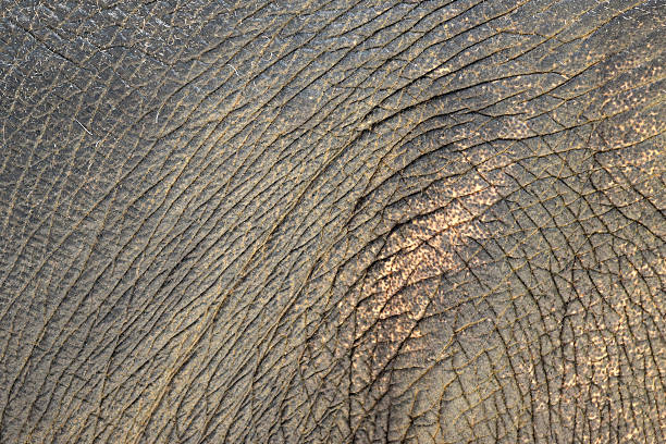 istock Abstract Elephant skin and furs for background 477424144