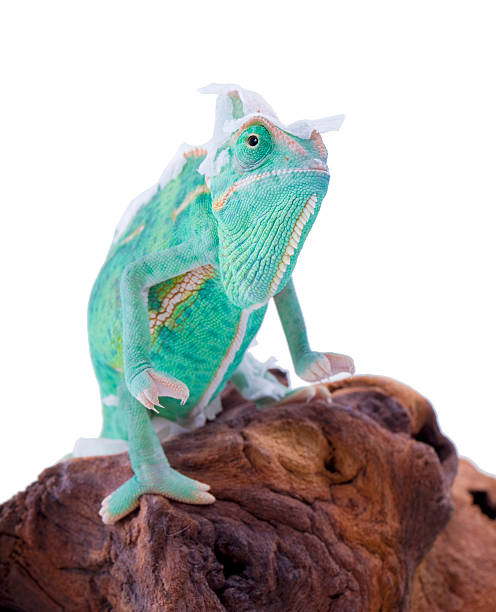 istock Chameleon raising and changing skin 477424340