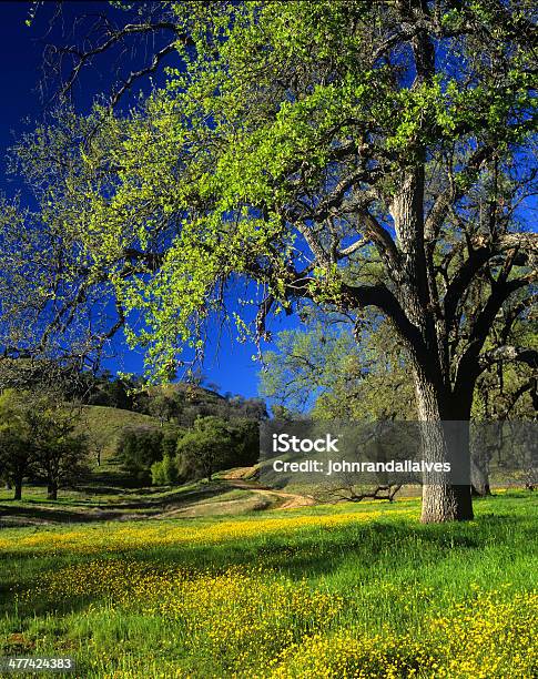 Oak Trees Wildflowers Stock Photo - Download Image Now - Buttercup, Grass, Monterey County