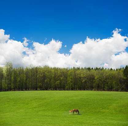 Two horses, mother and foal grazing on the green meadow near a lush spring forest