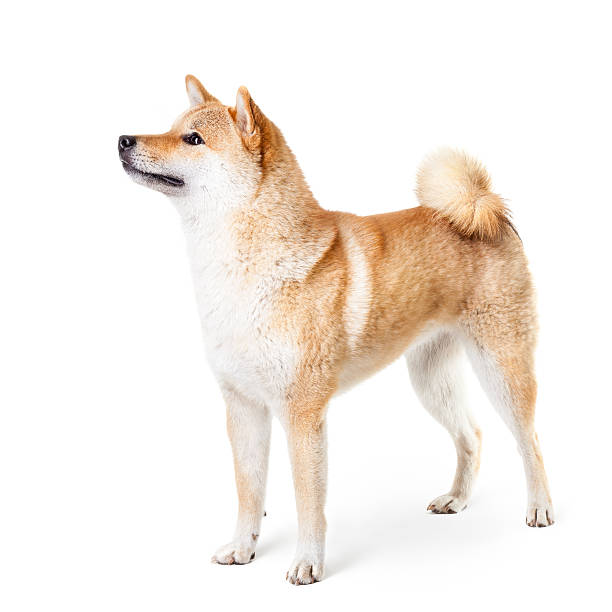 Shiba Inu isolated on a white background Shiba Inu isolated on a white background shiba inu photos stock pictures, royalty-free photos & images