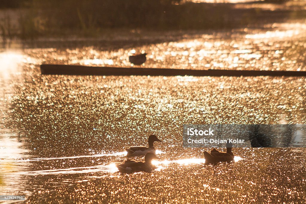 Mallard ducks at sunrise Mallard ducks in silhouette on a bayou at dawn with golden sunlight reflecting from water surface. Danube bayou, Novi Sad, Serbia. 2015 Stock Photo