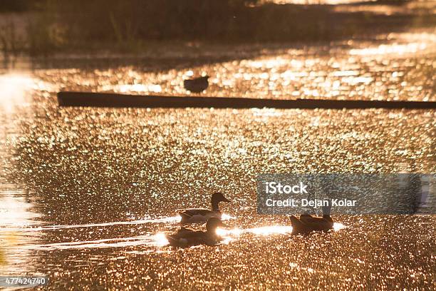 Mallard Ducks At Sunrise Stock Photo - Download Image Now - 2015, Animal Wildlife, Animals In The Wild