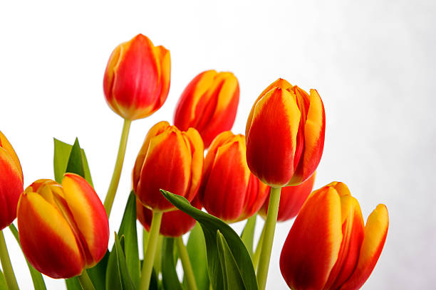 Beautiful orange red tulips on pure white background stock photo