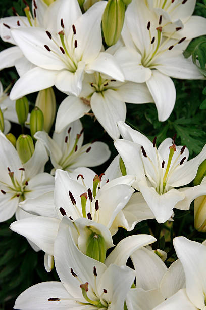 백합 - asiatic lily 뉴스 사진 이미지