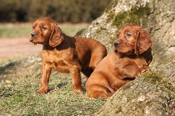 istock Irish Red Setter Puppies in nature 477429020