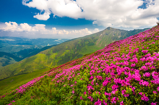 Wilde Pink Rhododendrons Against mountain Landscape
