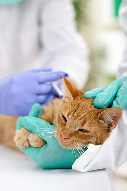 istock vet calms a little cat and ready for review 477429445