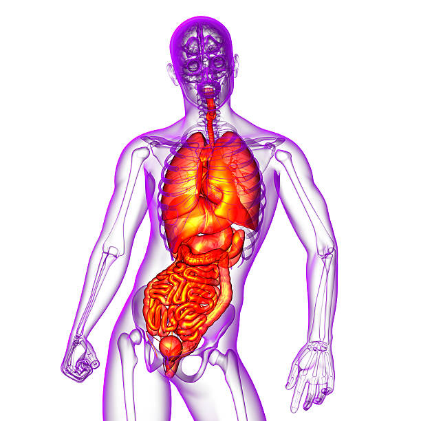 istock 3d render medical illustration of the human digestive system and 477429898
