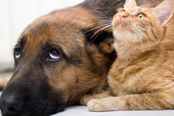 istock close up  cat and dog together lying on the floor 477430131