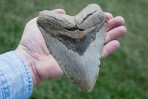 Large Megalodon Shark Tooth in Adult Hand stock photo