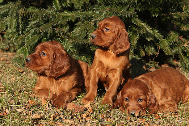 istock Irish Red Setter Puppies in nature 477430560