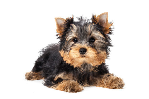 Purebred yorkshire terrier in show stand outdoor, looking at camera
