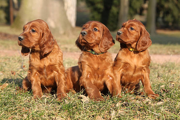 istock Irish Red Setter Puppies in nature 477430672
