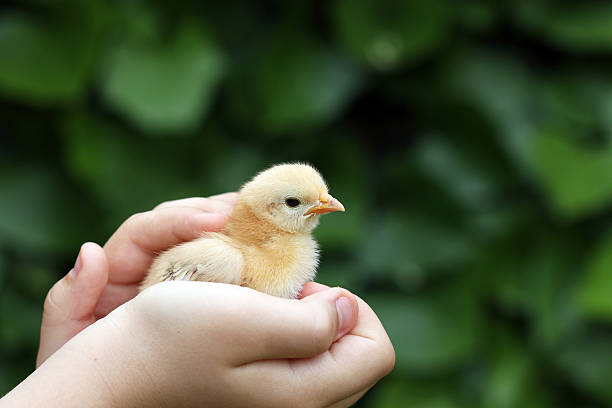 istock cute yellow little chicken in child hand 477430834