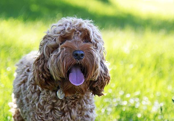 istock beautful spaniel cross poodle dog in field 477430842