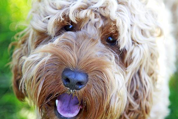 istock spaniel cross poodle dog close up 477430844