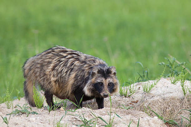 Raccoon dog (Nyctereutes procyonoides).