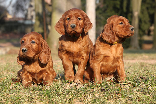 Irish Red Setter Puppies in nature stock photo