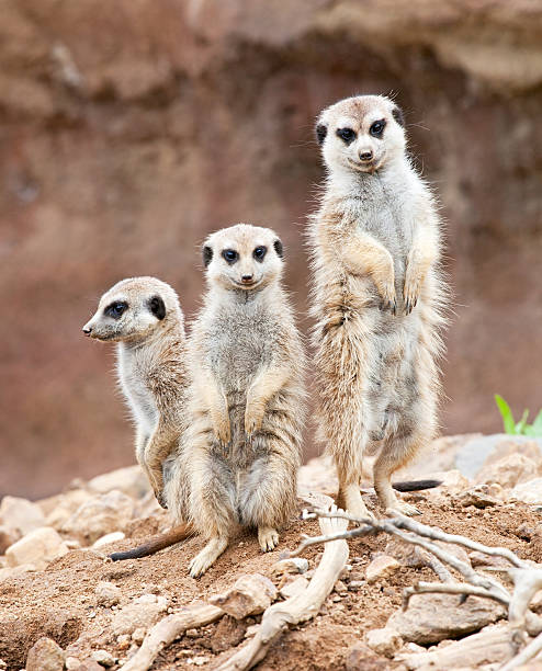 meerkats 3 つの眺め - ミーアキャット ストックフォトと画像