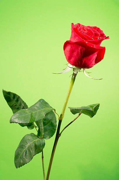 istock One red rose in green background 477431048
