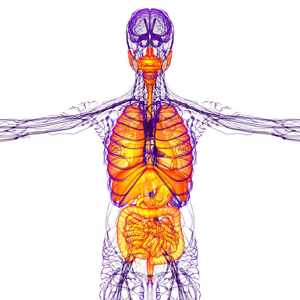istock 3d render medical illustration of the human digestive system and 477431212