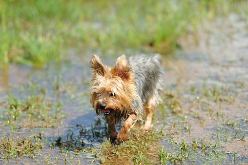 Photograph of soaked yorkshire terrier dog walking through flooded grass in field or yard.  Bottom of dog is very wet and dog has mouth open.  Background is out of focus.