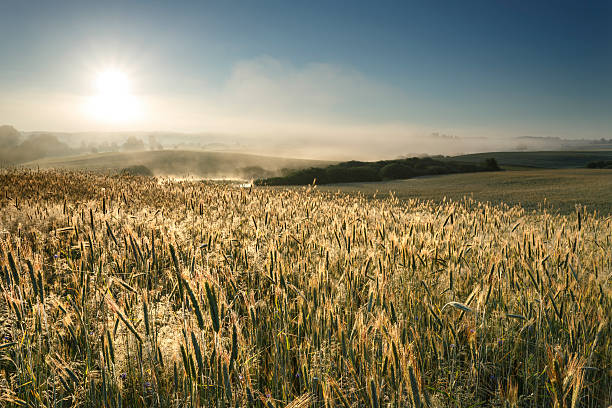 필드를 낟알 - morning cereal plant fog corn crop 뉴스 사진 이미지