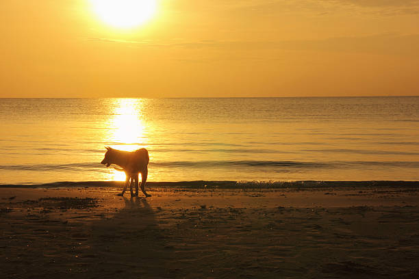 istock silhouette of the nature 477433628
