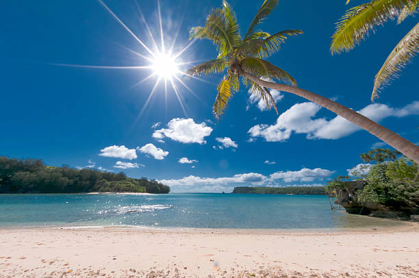 istock Coconut Palm Tree over tropical white sand beach 477433965