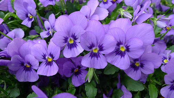 istock flowers like purple butterfly 477434165