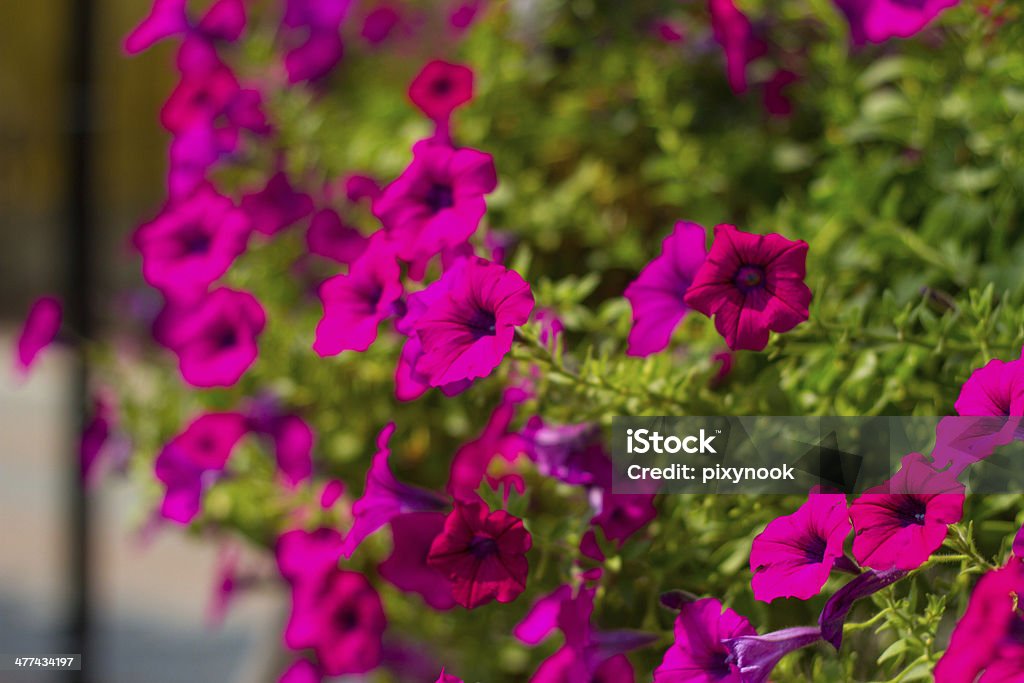 Magnifiques Pétunia fleurs ET gros plan - Photo de Arbre en fleurs libre de droits