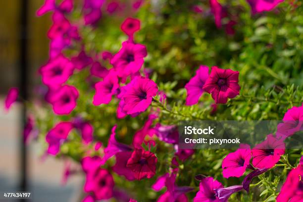 Photo libre de droit de Magnifiques Pétunia Fleurs Et Gros Plan banque d'images et plus d'images libres de droit de Arbre en fleurs - Arbre en fleurs, Beauté de la nature, Blanc