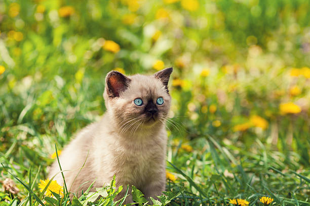 istock Little kitten in the dandelion lawn 477435116