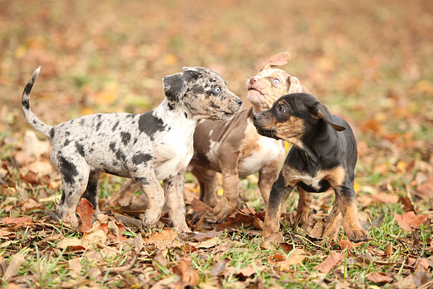 Adorable Louisiana Catahoula puppies playing stock photo